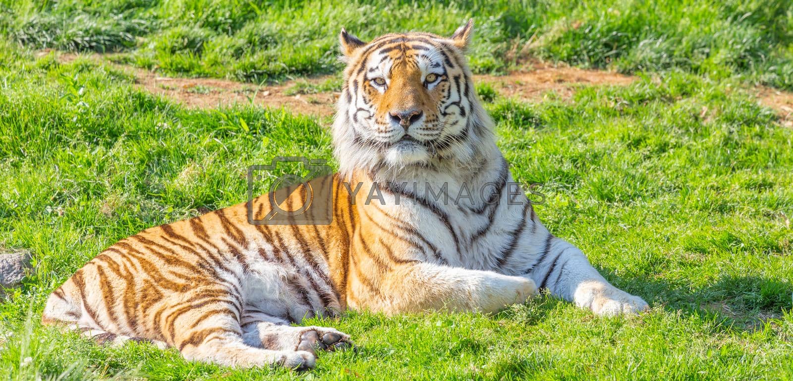 Royalty free image of Tiger in a wildlife zoo - one of the biggest carnivore in nature. by Perseomedusa
