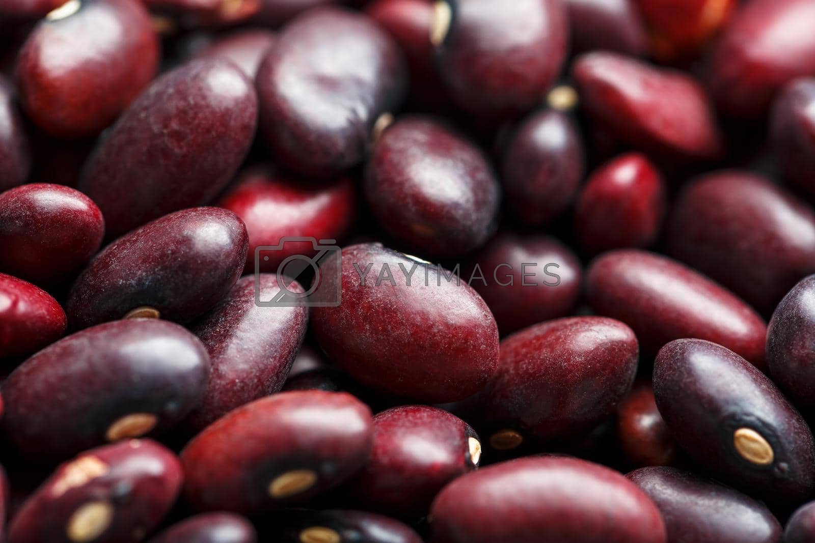 Royalty free image of Closeup of a grain of red bean seeds. The texture of the legumes. Close up red beans background, seeds of red beans by AlexGrec