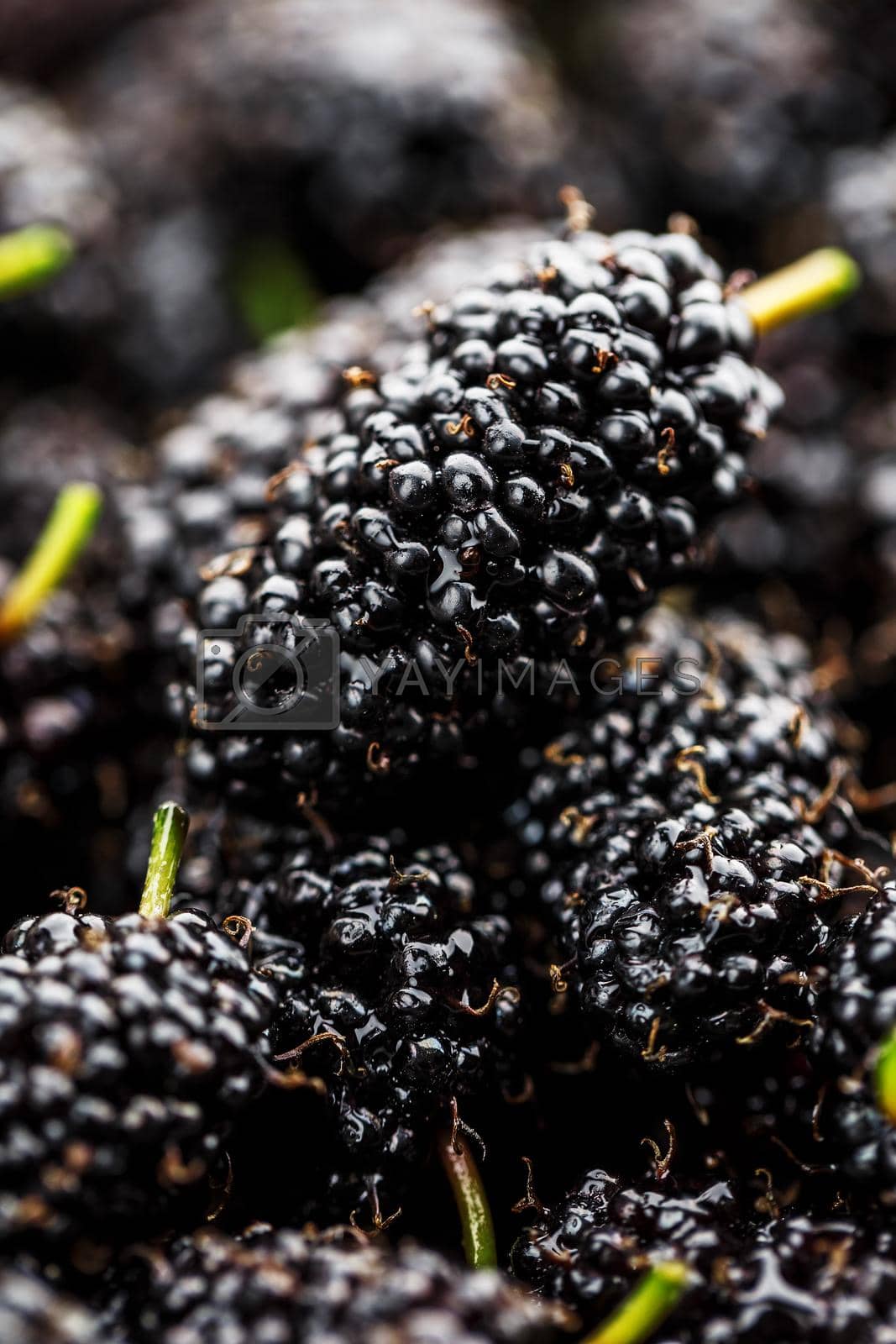 Royalty free image of Ripe and fresh fruit of black mulberry, healthy food of juicy mulberry fruit. Close-up, the texture of the berries on the full frame by AlexGrec