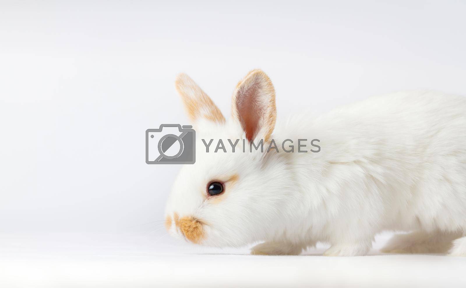 Royalty free image of beautiful easter bunny on white background by drakuliren