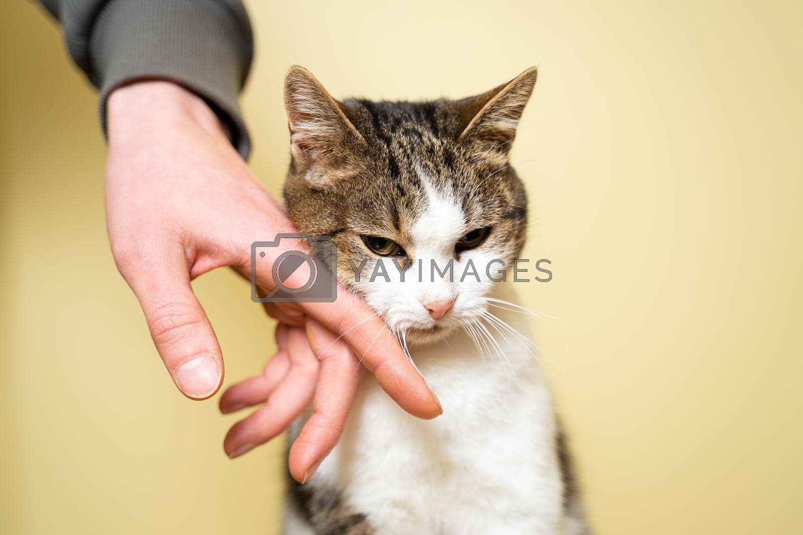 Shelter for animals concept. Caring for pets. Volunteer petting and caressing a stray cat in an animal shelter on a yellow background. Concept of volunteering. Volunteer organization for poor animals.