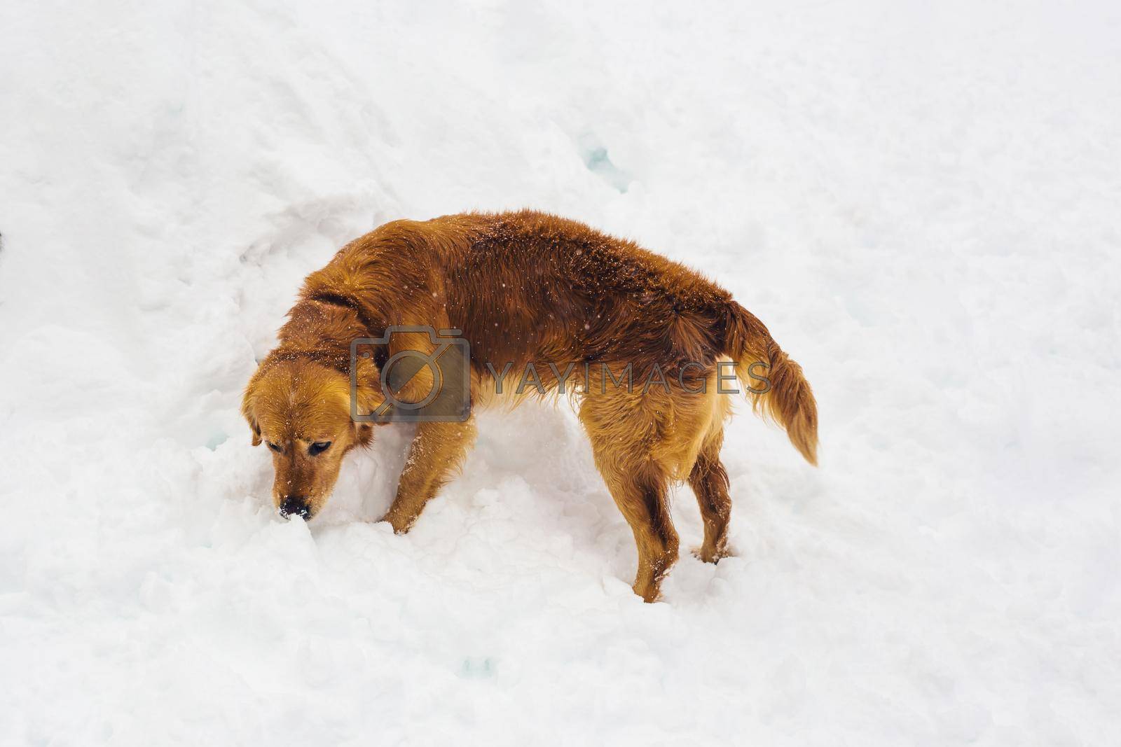 dog outdoor in winter time. Snow and pet