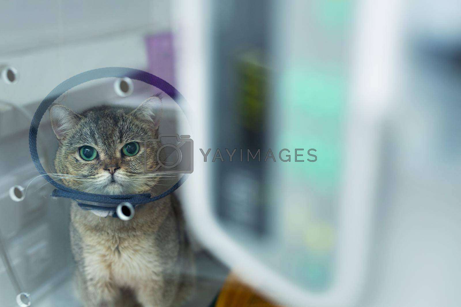 Royalty free image of Domestic heterochromia cat wear cone pet recovery collar after surgery, anti bite lick wound healing safety. by StudioPeace