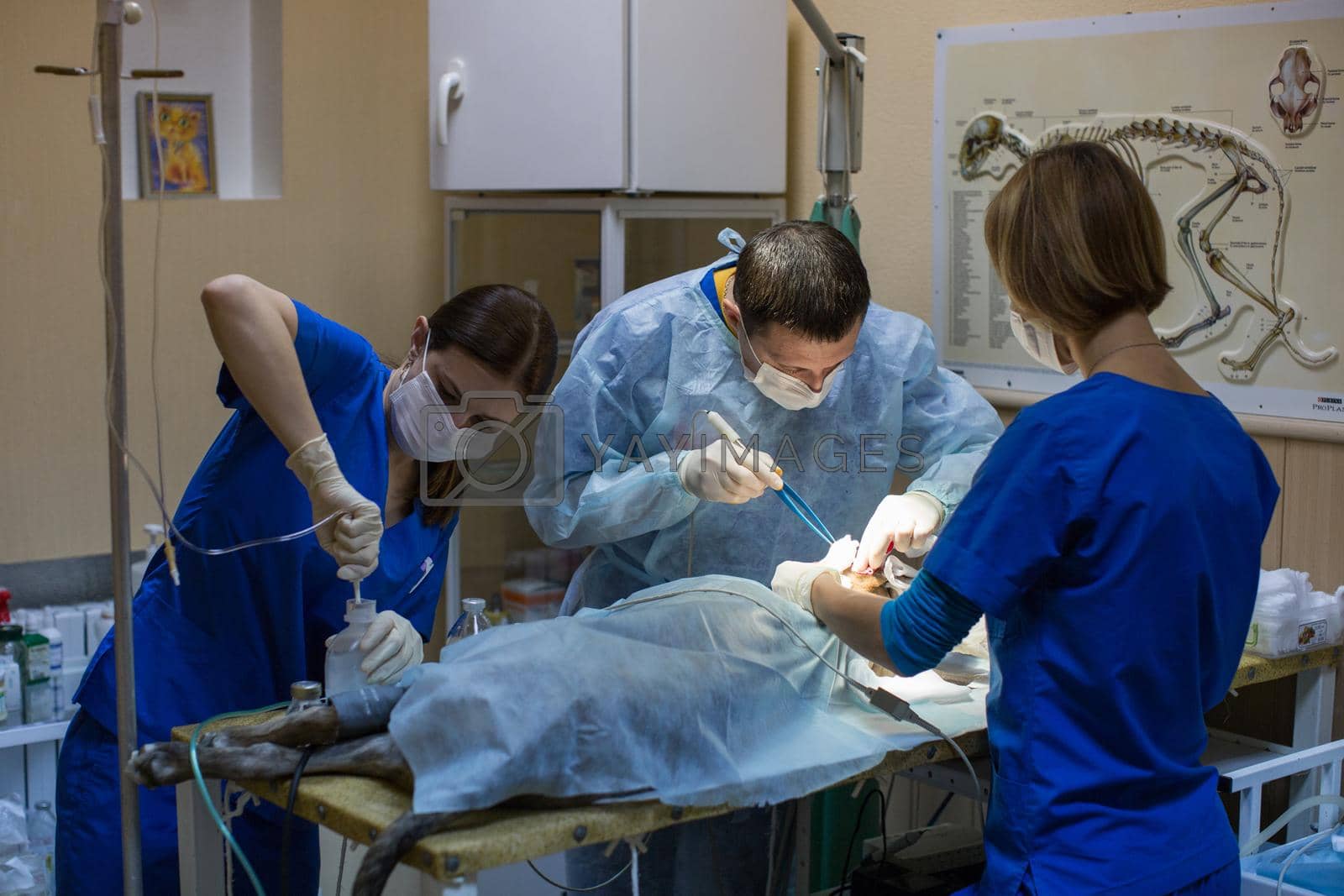 Royalty free image of veterinarians perform surgery on a dog in the clinic by StudioPeace
