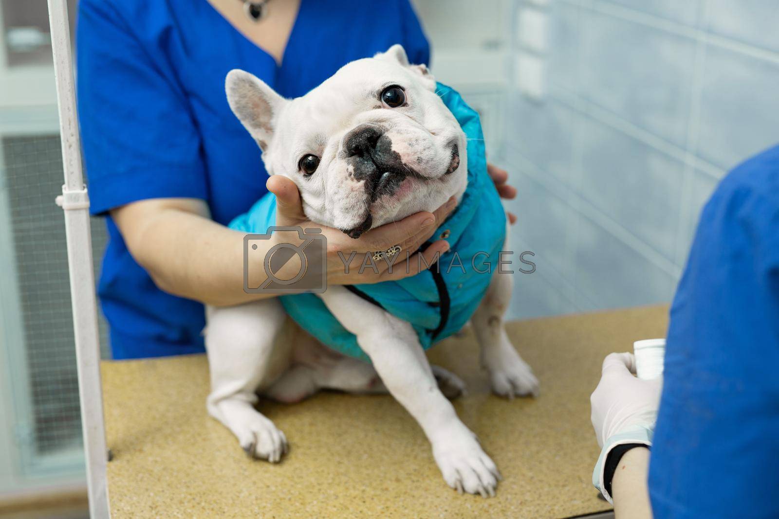 Royalty free image of Vet puts a catheter on the dog at the veterinary clinic. by StudioPeace