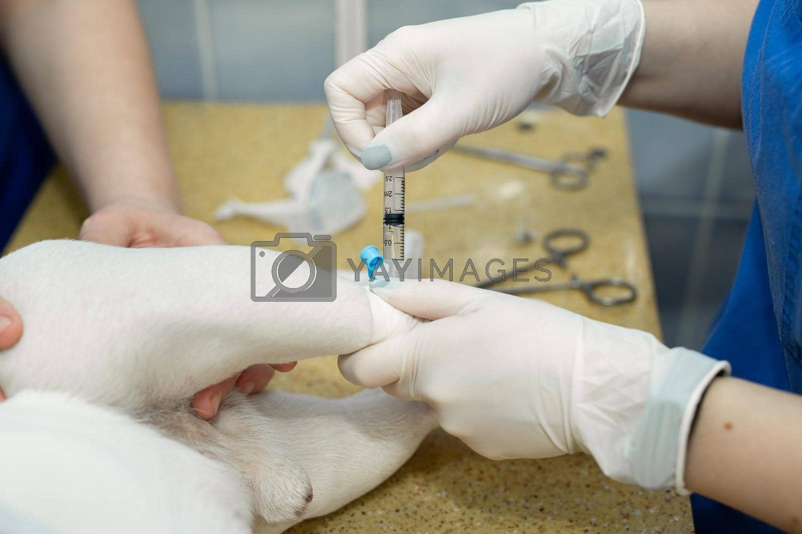Royalty free image of Close up veterinarian giving an injection to a dog at hospital. by StudioPeace