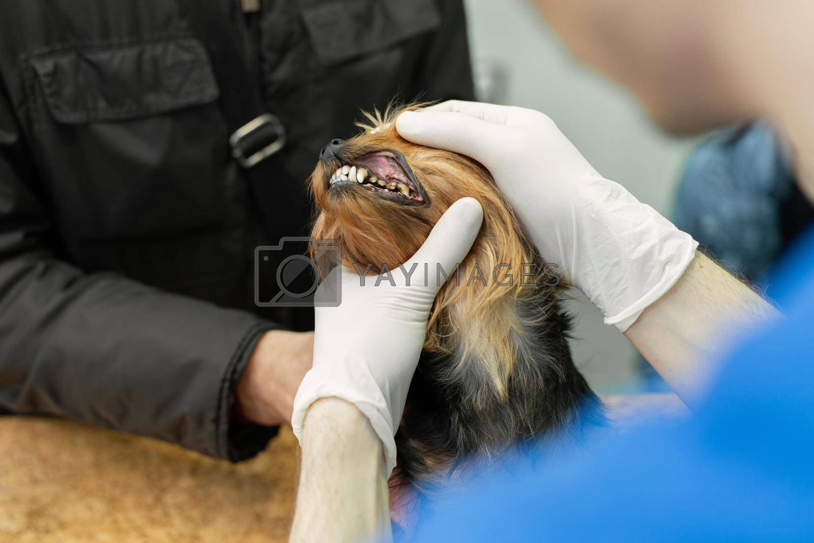 Royalty free image of Veterinarian doctor making check-up of a little dog Yorkshire Terrier. by StudioPeace