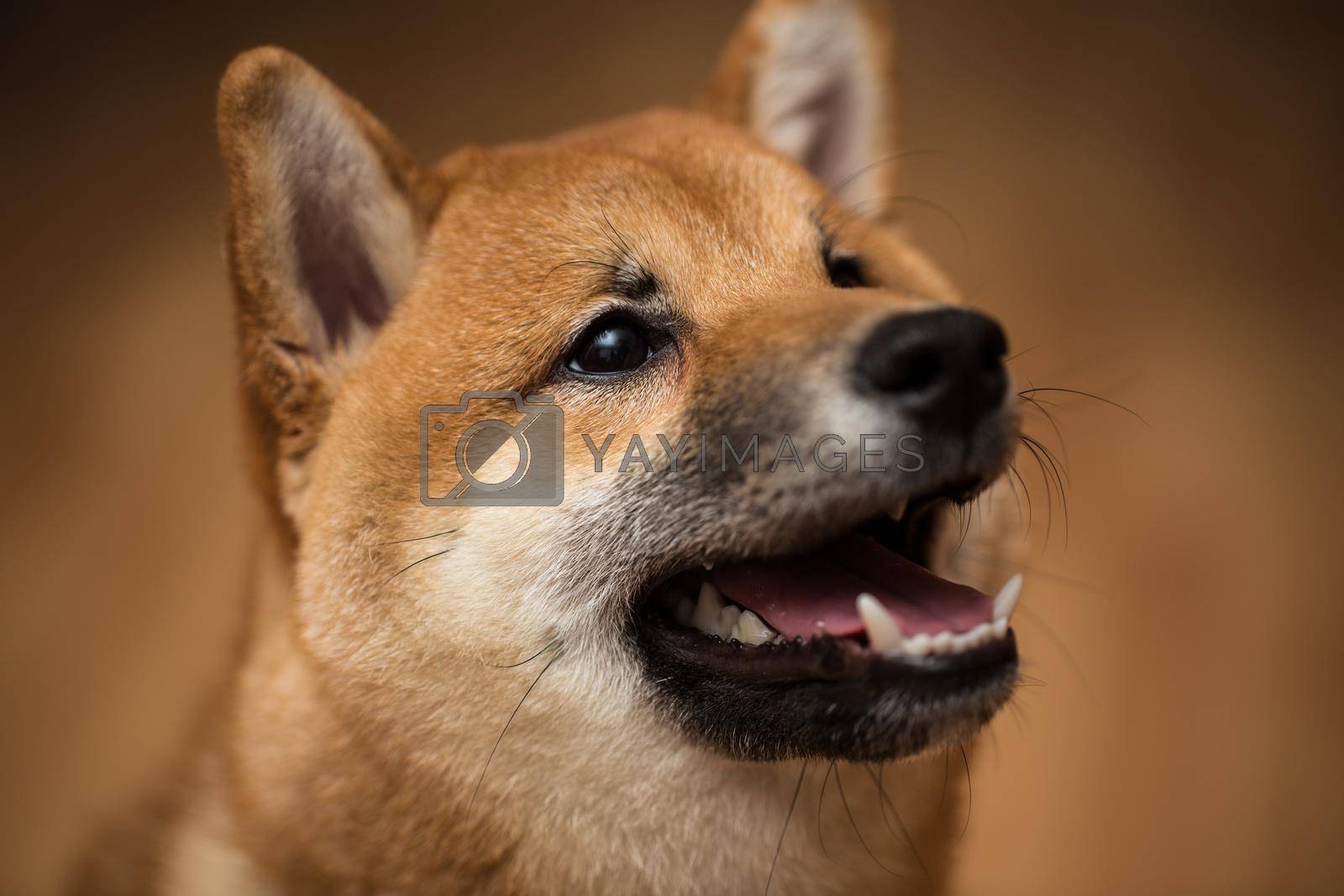 Royalty free image of Portrait of a dog Shiba Inu, front view. by StudioPeace