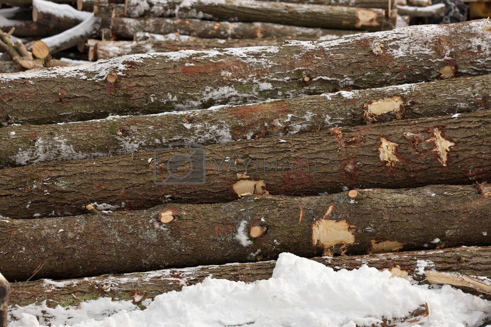 Royalty free image of Side View of Freshly Harvested Timber in a pile by markvandam