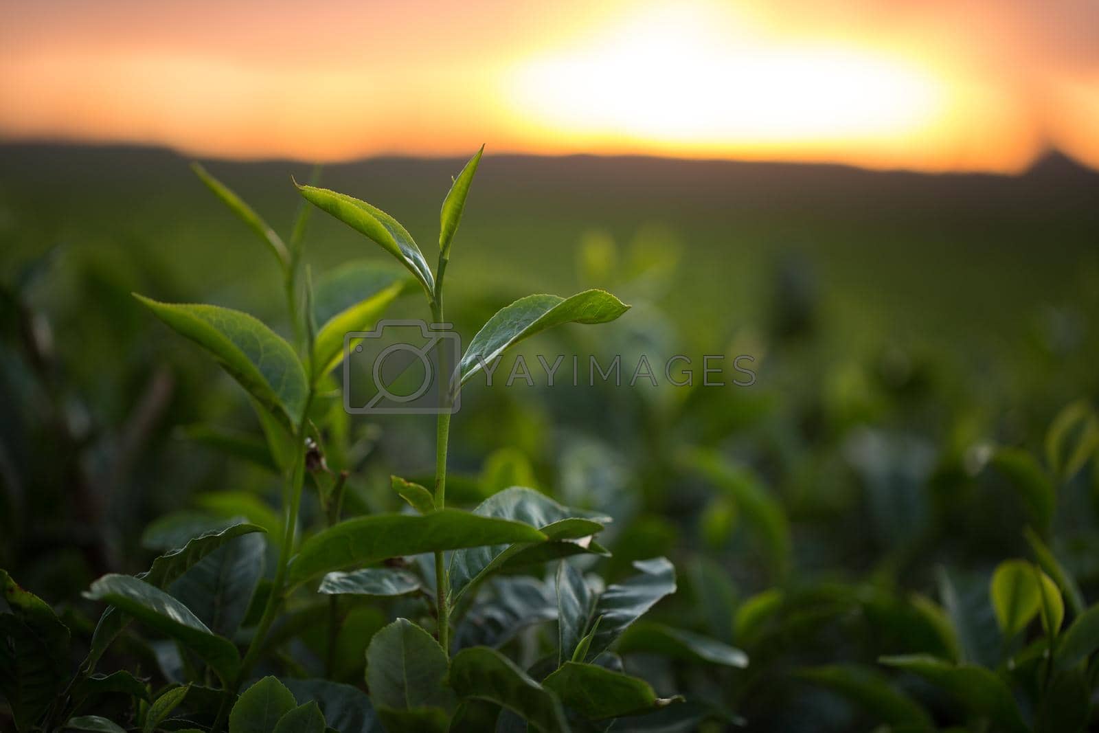 Royalty free image of Green tea bud and fresh leaves. Tea plantations by StudioPeace