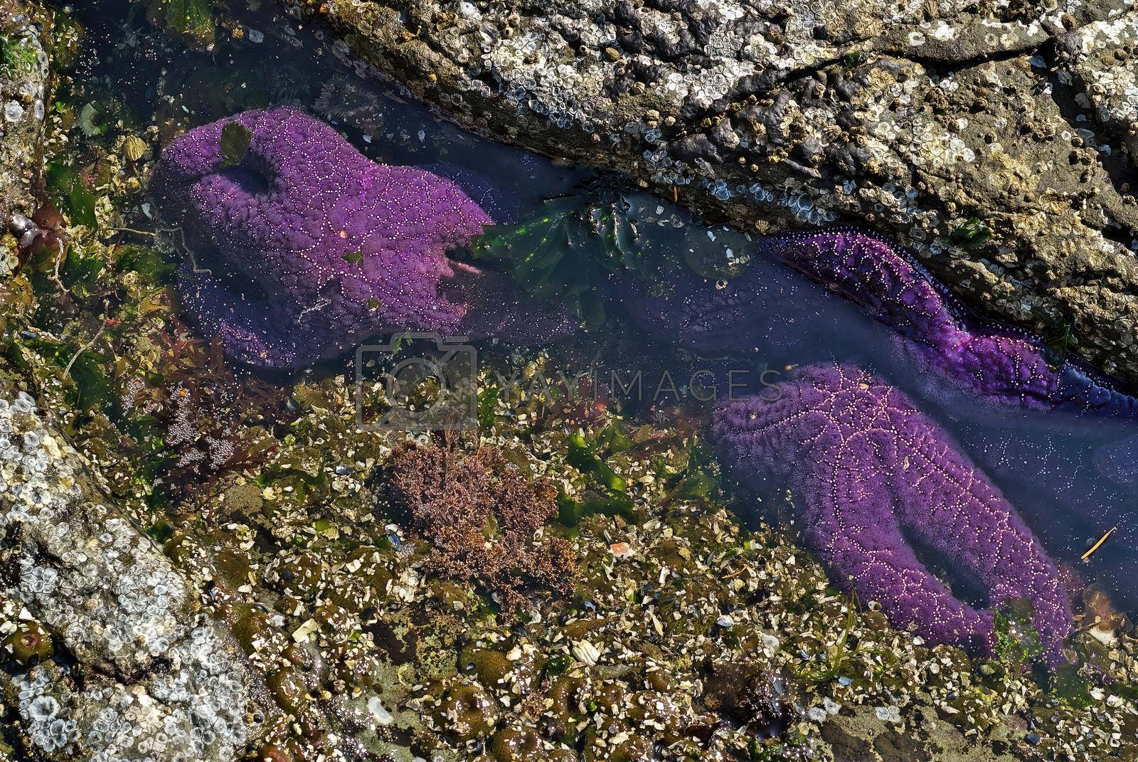 Royalty free image of Purple Starfish or Sea Stars in a Tide Pool on Vancouver Island by markvandam