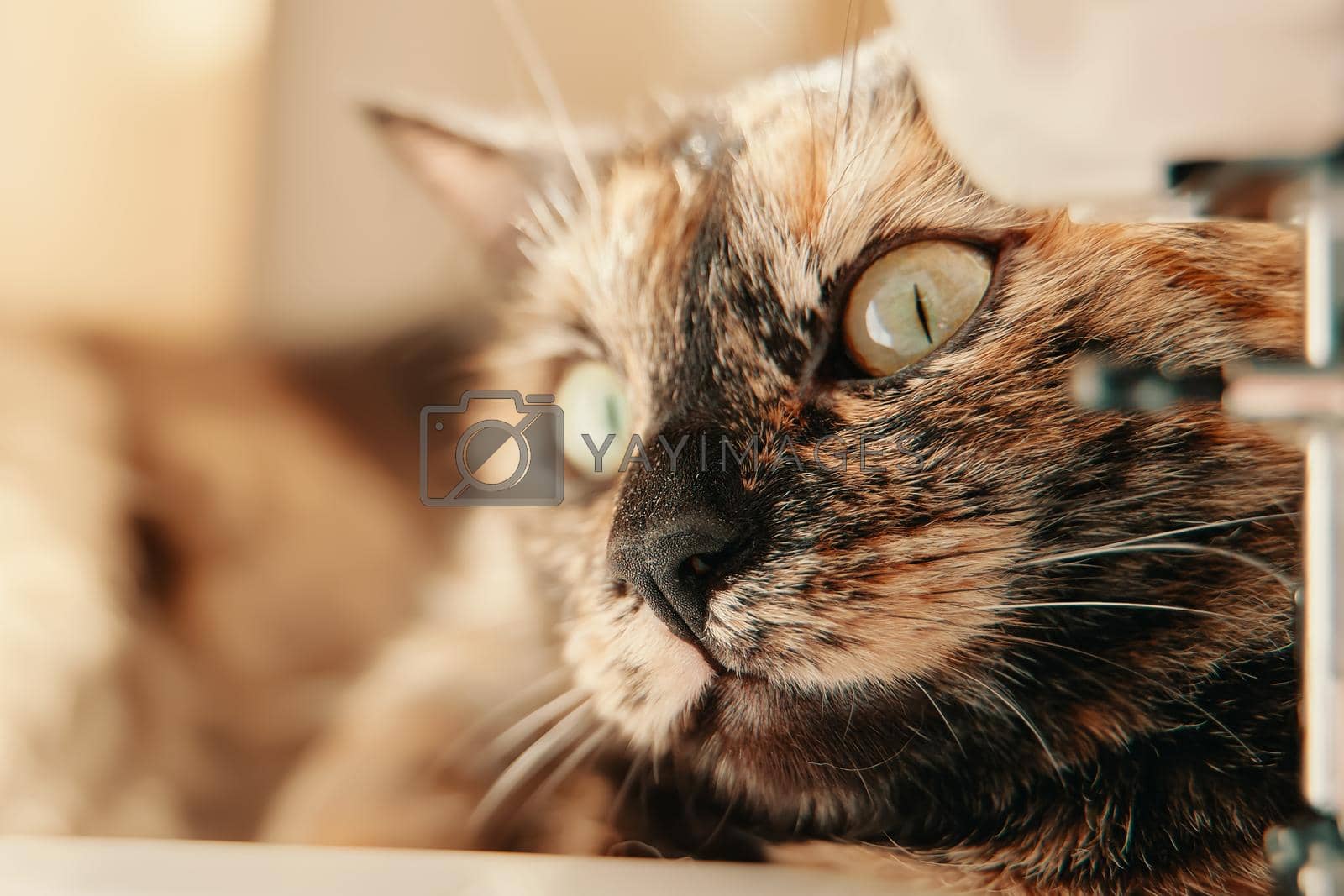 Curious multicolored pussycat is lying on desktop. Cute kitten with yellow eyes looks away. Fluffy cat peeks out from behind object. Pets and lifestyle concept. Domestic animal themes.