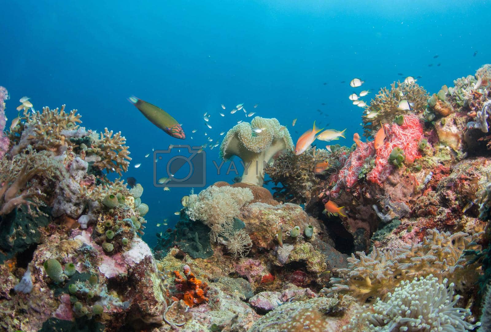 Royalty free image of Indonesia underwater pictures by TravelSync27