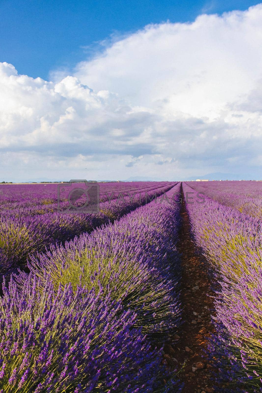 Lavender field landscape on a sunny day. High quality photo