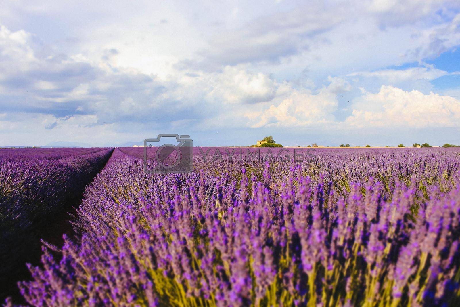 Lavender field landscape on a sunny day. High quality photo