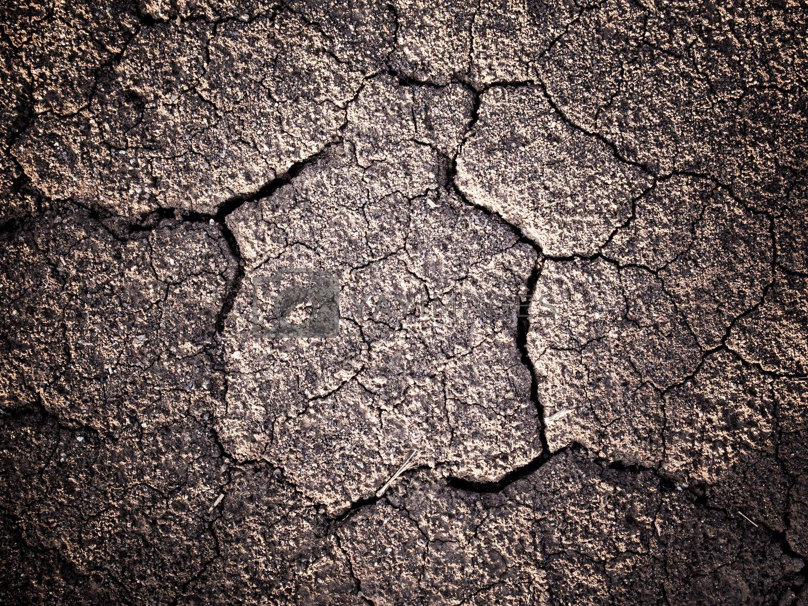 Cracked and separated on dried soil