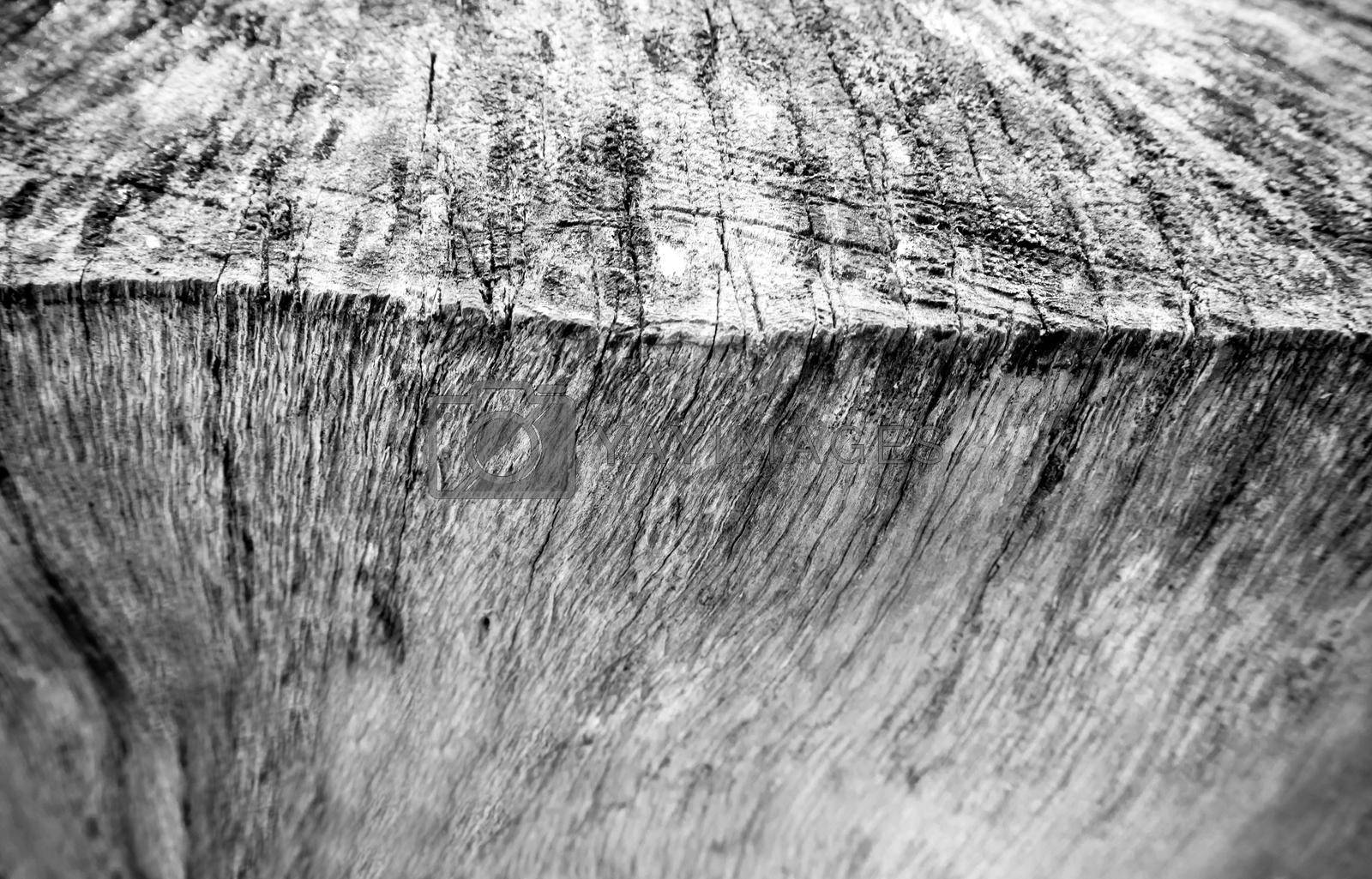 Detail of old stump surface, Texture of old stump wood surface