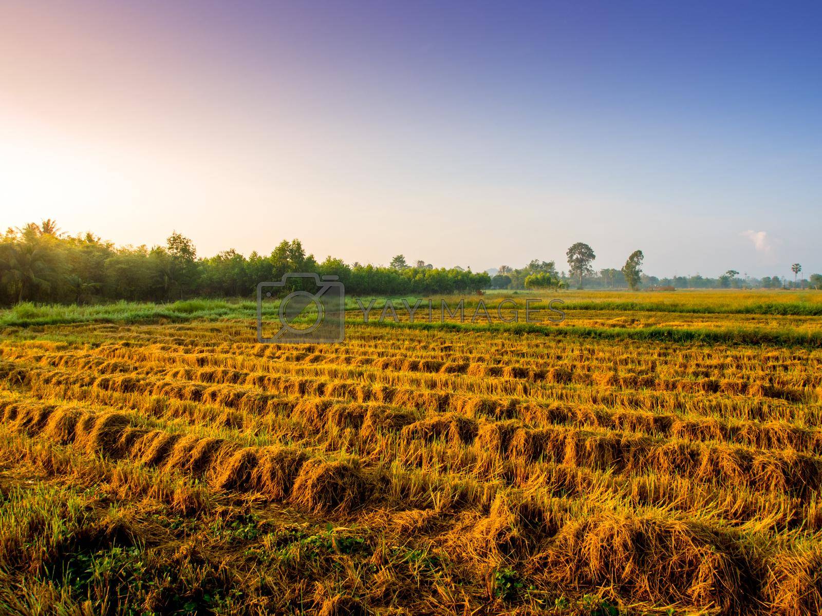 Royalty free image of Golden color rice plant in rice fields after harvest by Satakorn