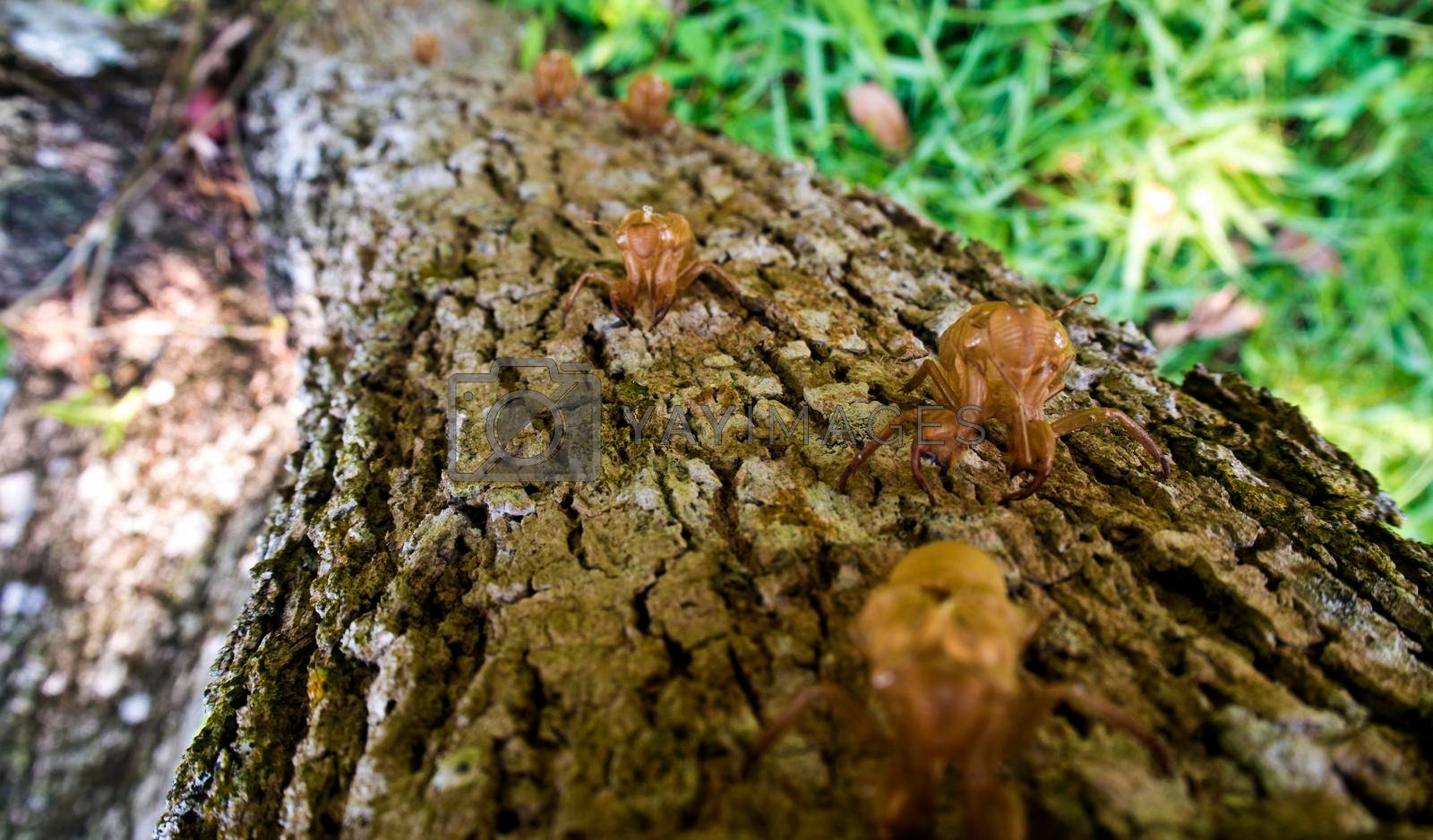 Royalty free image of Molt of Cicada on tree bark by Satakorn