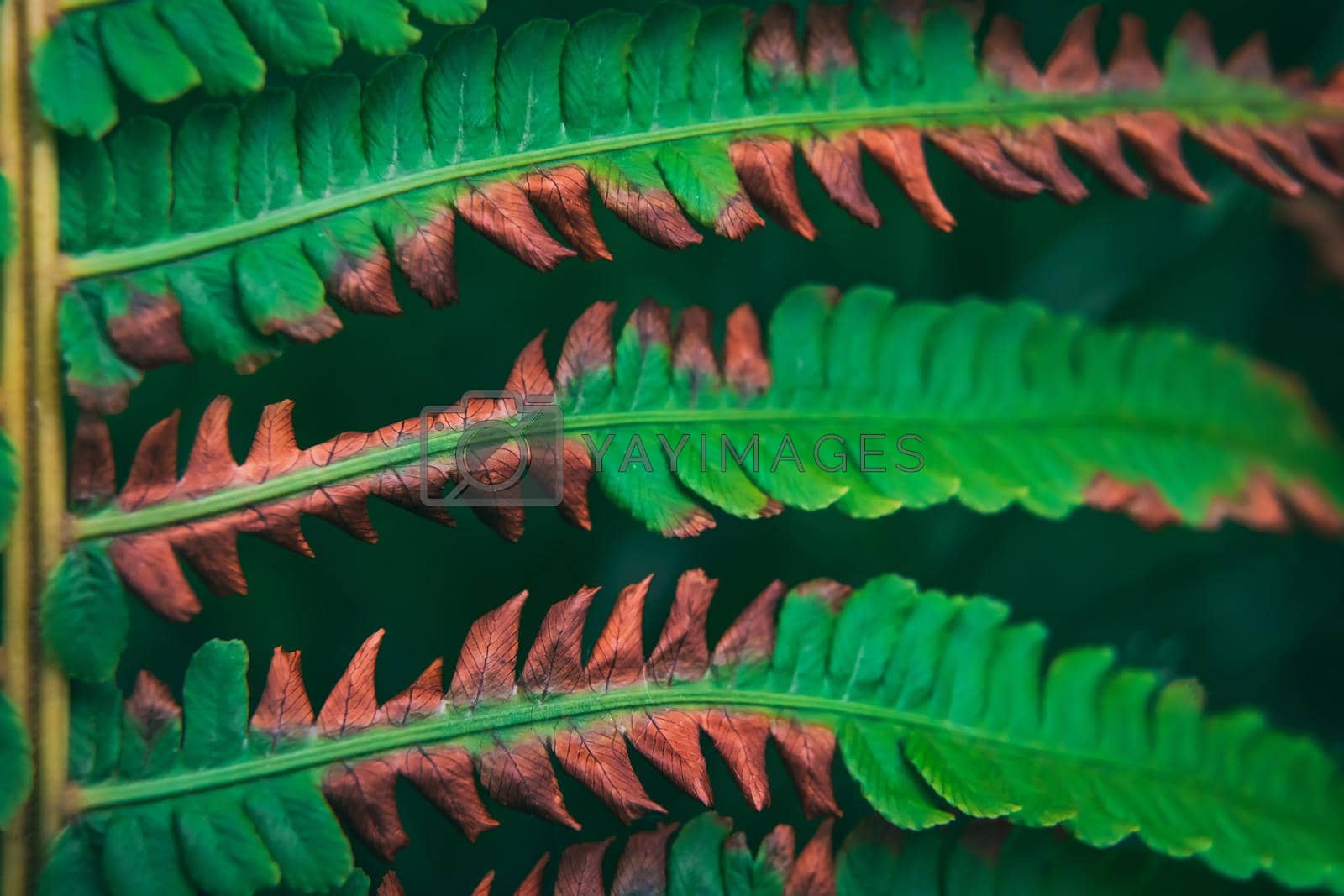 Macro closeup shot of diseased fern green and brown leaves texture