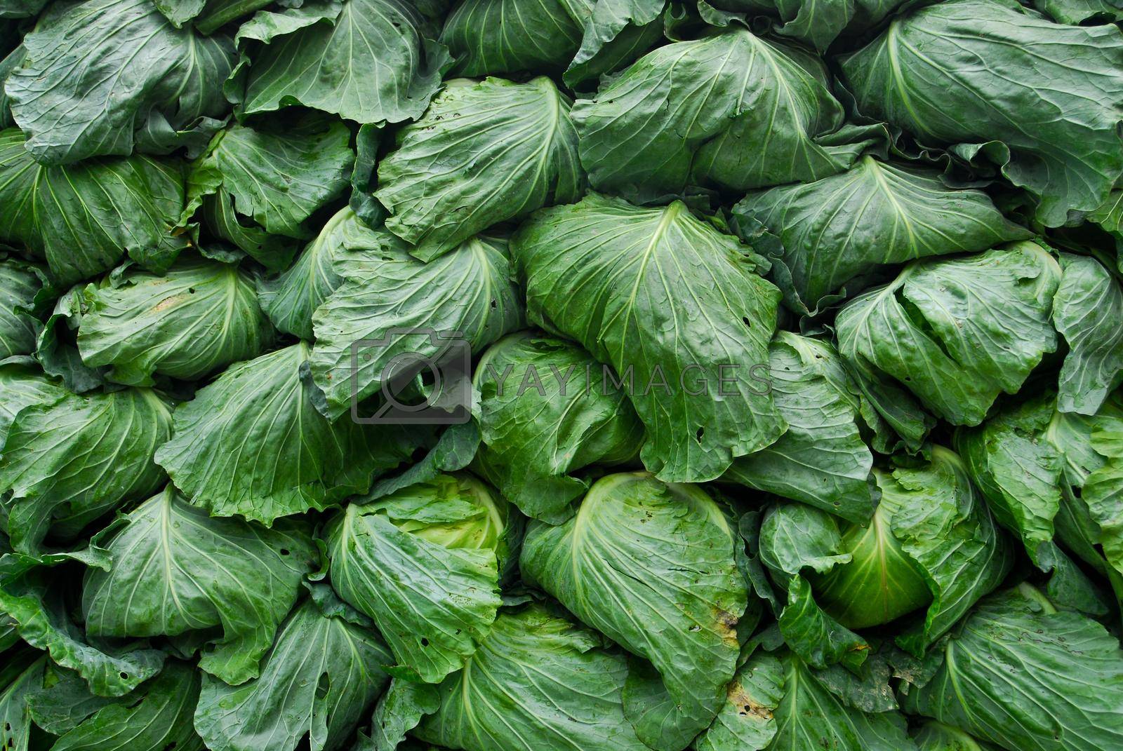 Royalty free image of organic cabbage arranged on truck for transportation  by Rodseng
