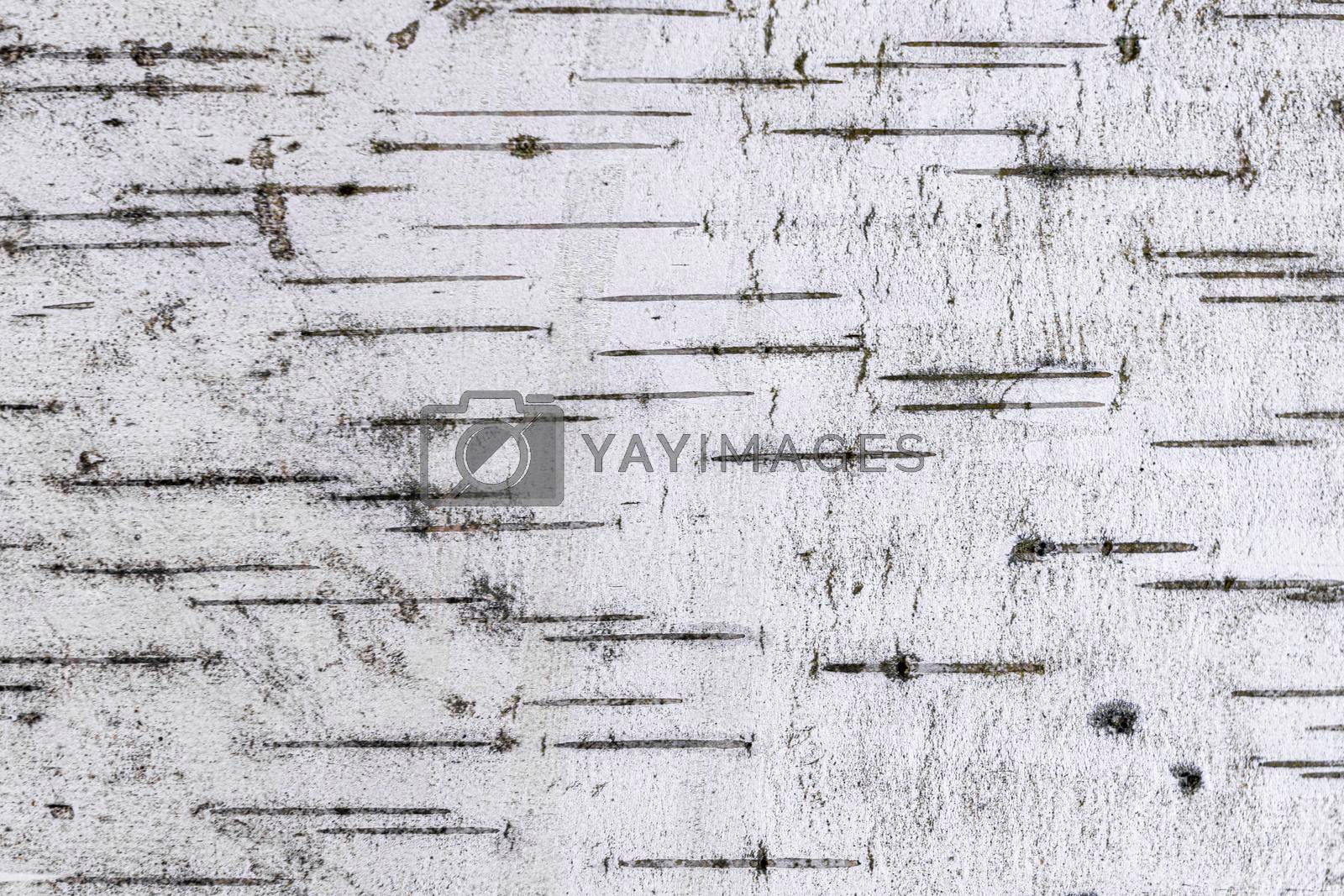 Royalty free image of the texture of birch bark in close-up as a background. macro by roman112007