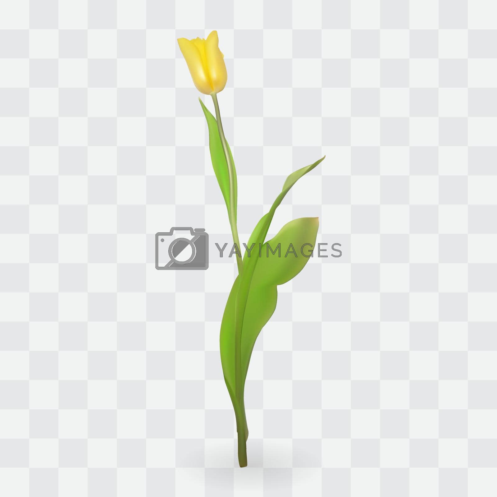 Royalty free image of Beautiful tulips on transparent background. Vector Illustration by yganko