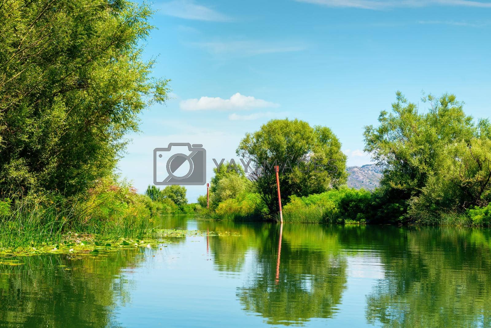 Royalty free image of Skadar lake and trees by Givaga