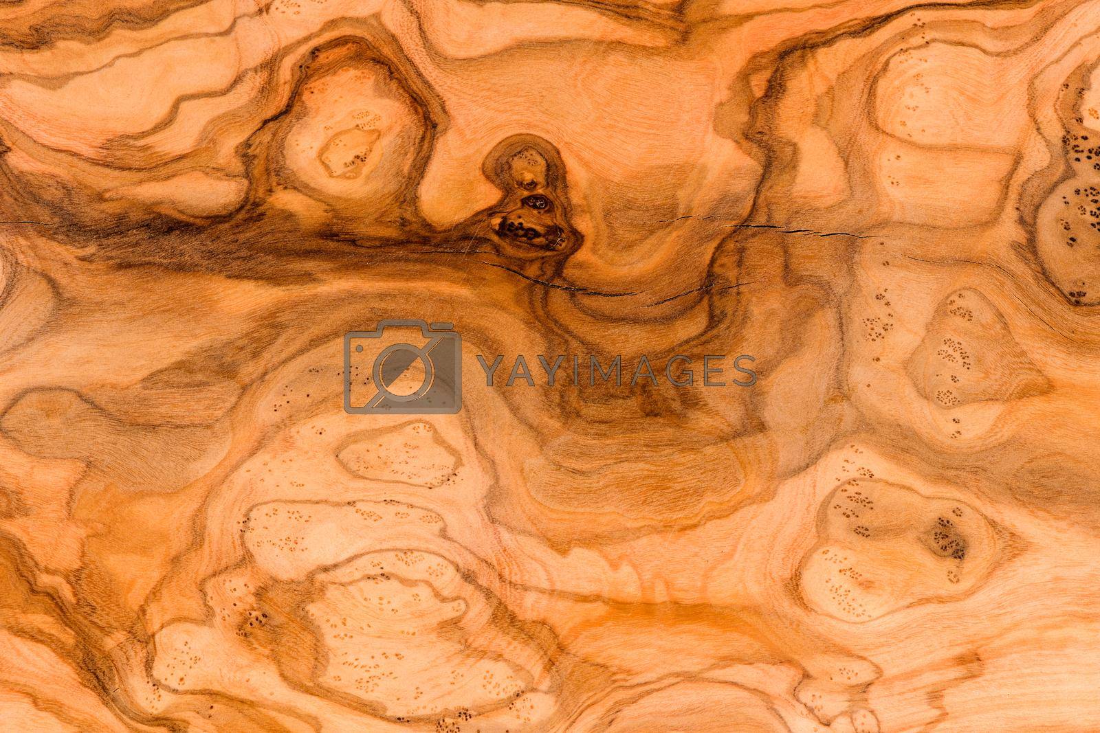 Olive wood texture. High detailed natural background.