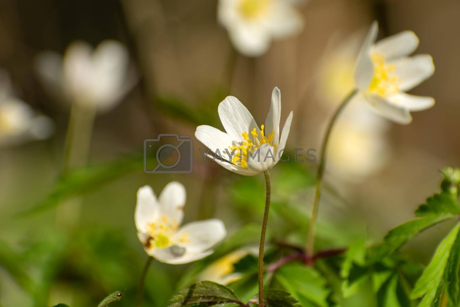 Royalty free image of White Anemone nemorosa flowers in close-up, spring view by darekb22