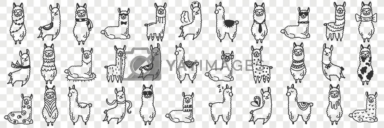 Funny alpacas animals doodle set. Collection of hand drawn various funny cute alpaca animals in different poses enjoying life isolated on transparent background