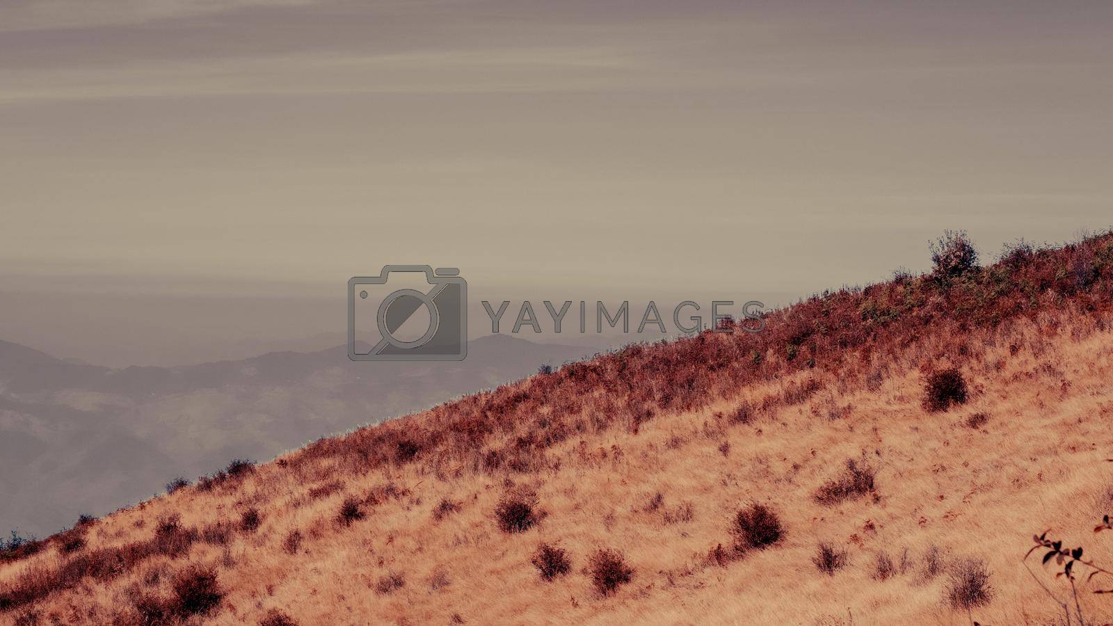 Royalty free image of Mountain without trees from the agricultural industry in the north of Thailand. arid meadow on the mountain by TEERASAK