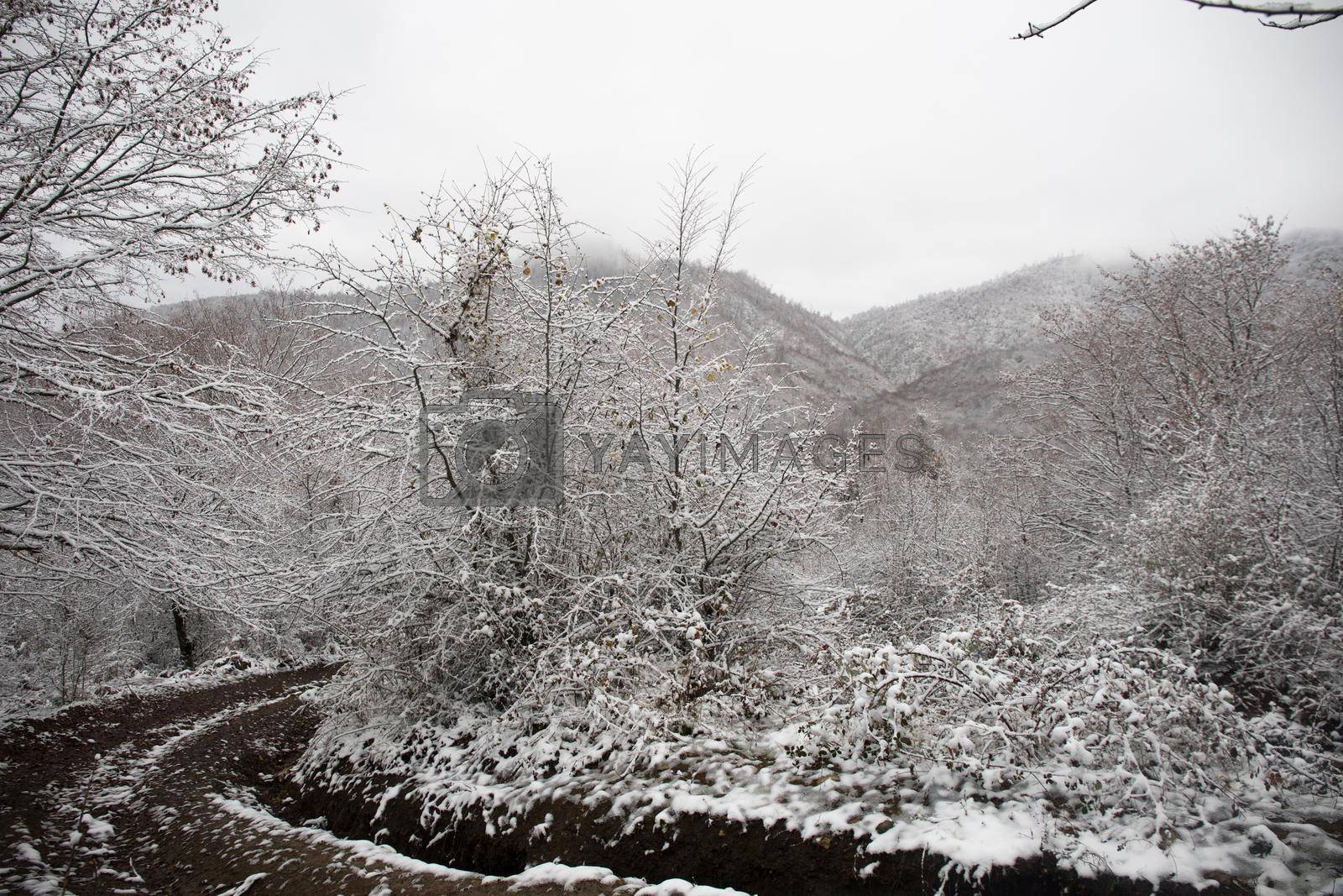 Winter trees in mountains covered with fresh snow. Beautiful foggy landscape with branches of trees covered in snow. Mountain road in Caucasus. Azerbaijan