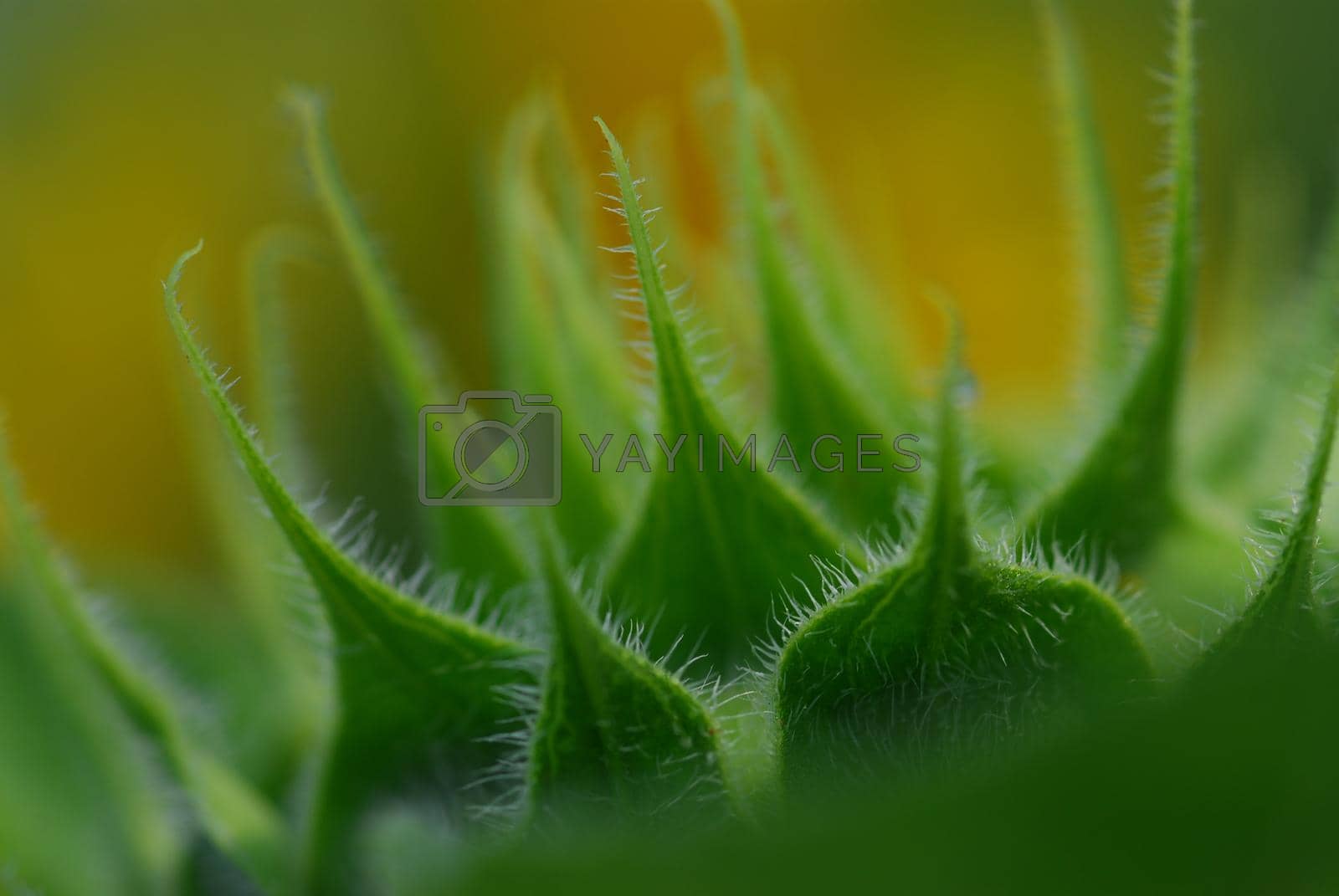 Royalty free image of Green bud sunflower close up by Rodseng