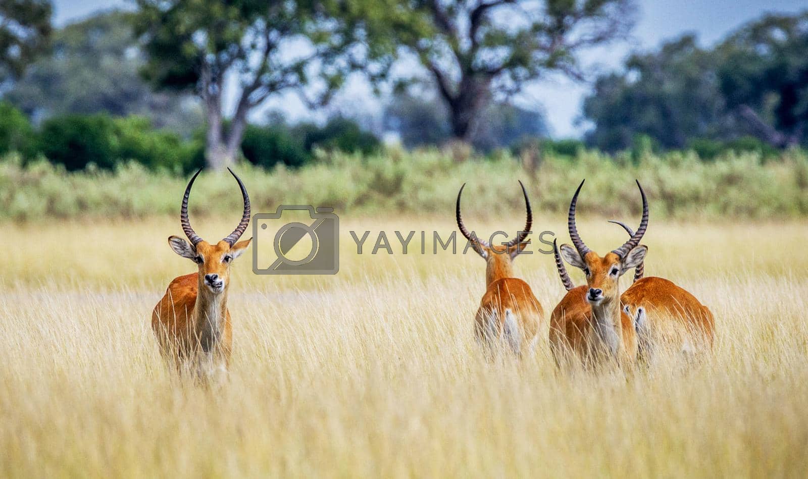 Royalty free image of Beautiful Wildlife places in Khwai, Botswana by TravelSync27