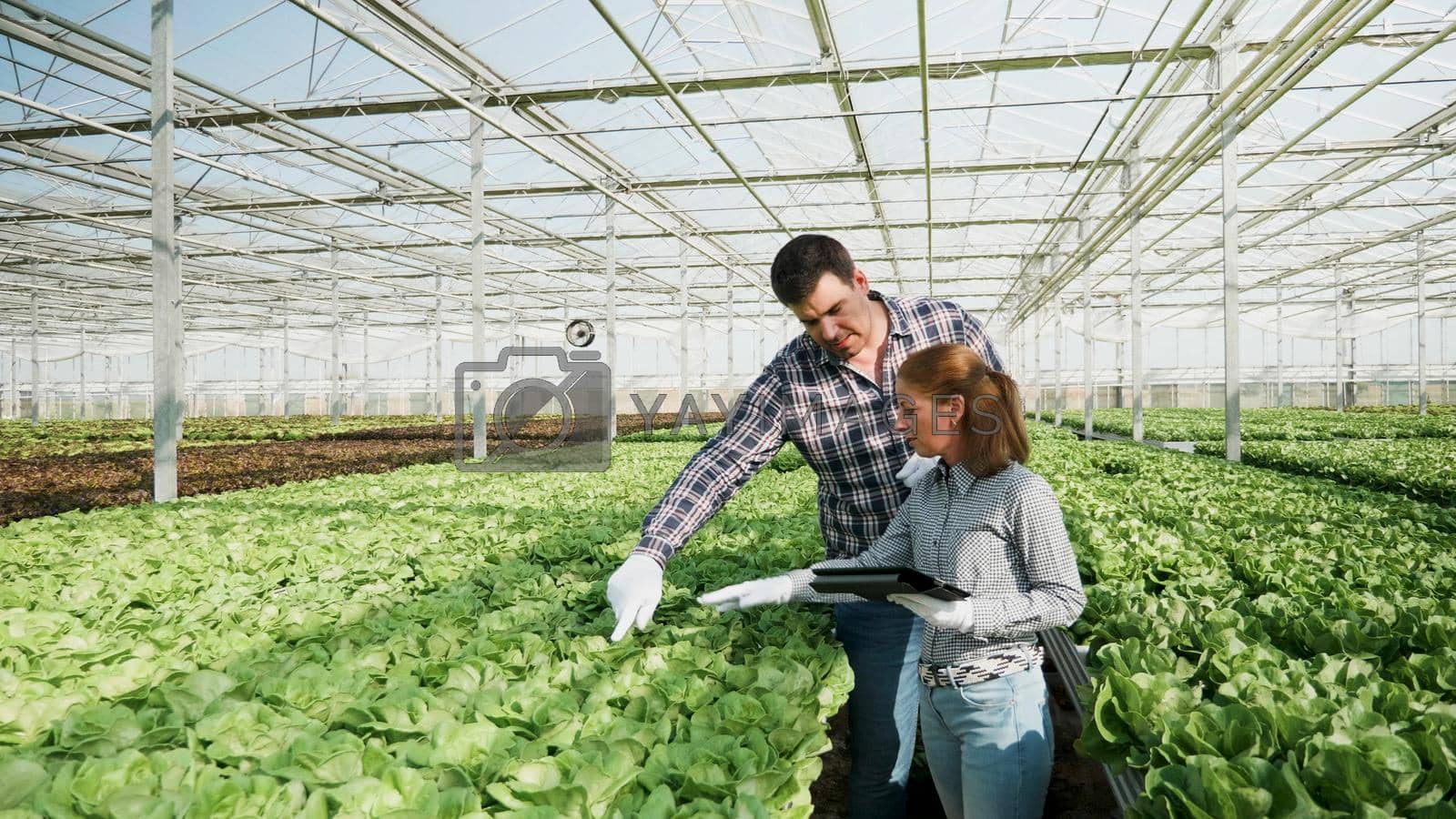 Gardeners people checking organic fresh salad during farming season in greenhouse. Agricultural grower woman typing plantation production on tablet. Concept of agronomy hydroponic farm