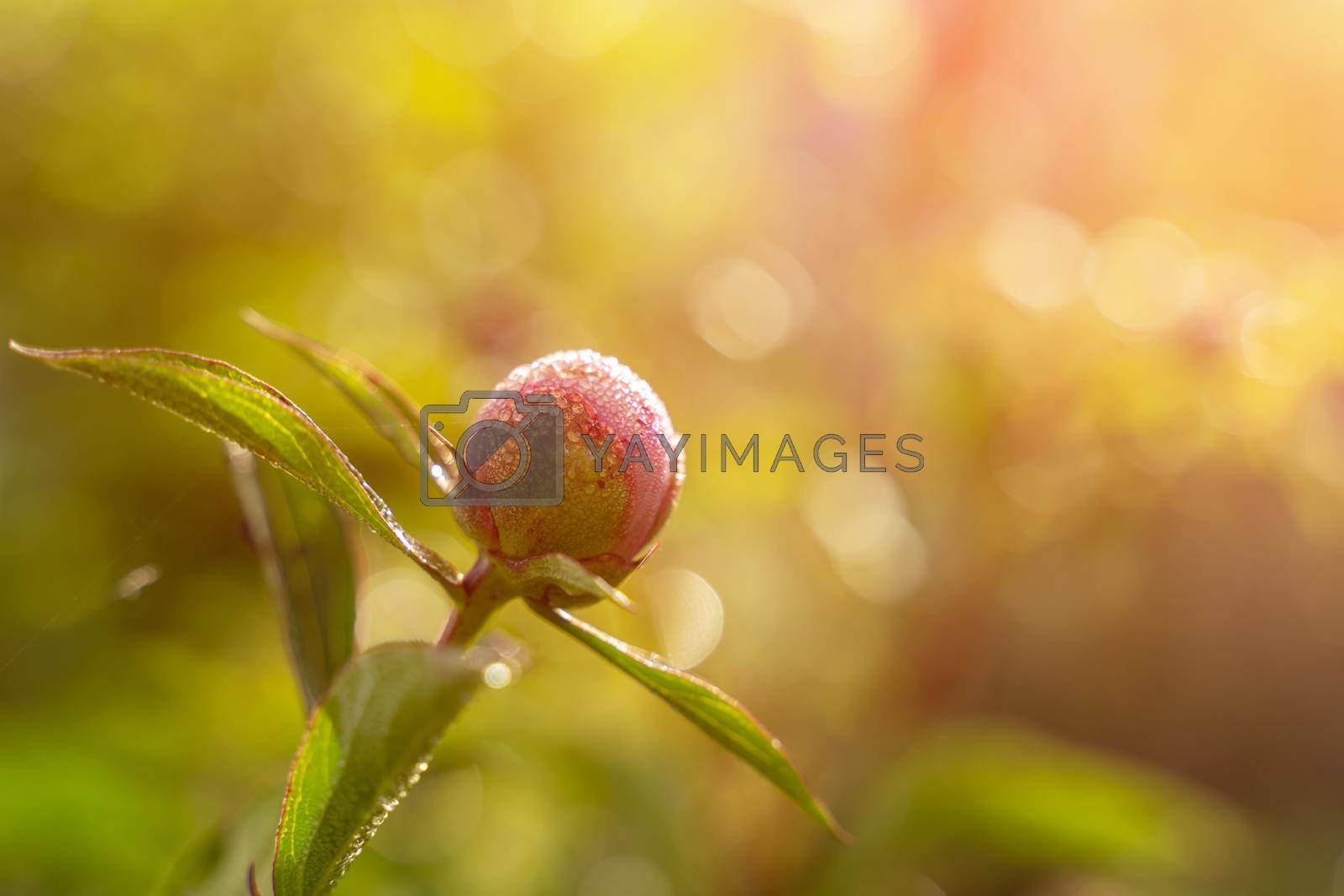 Royalty free image of Purple pink peony flower Bud opens with a heart-shaped petal in sunlight with dew drops on the Bud and leaves. Blurred background by Matiunina