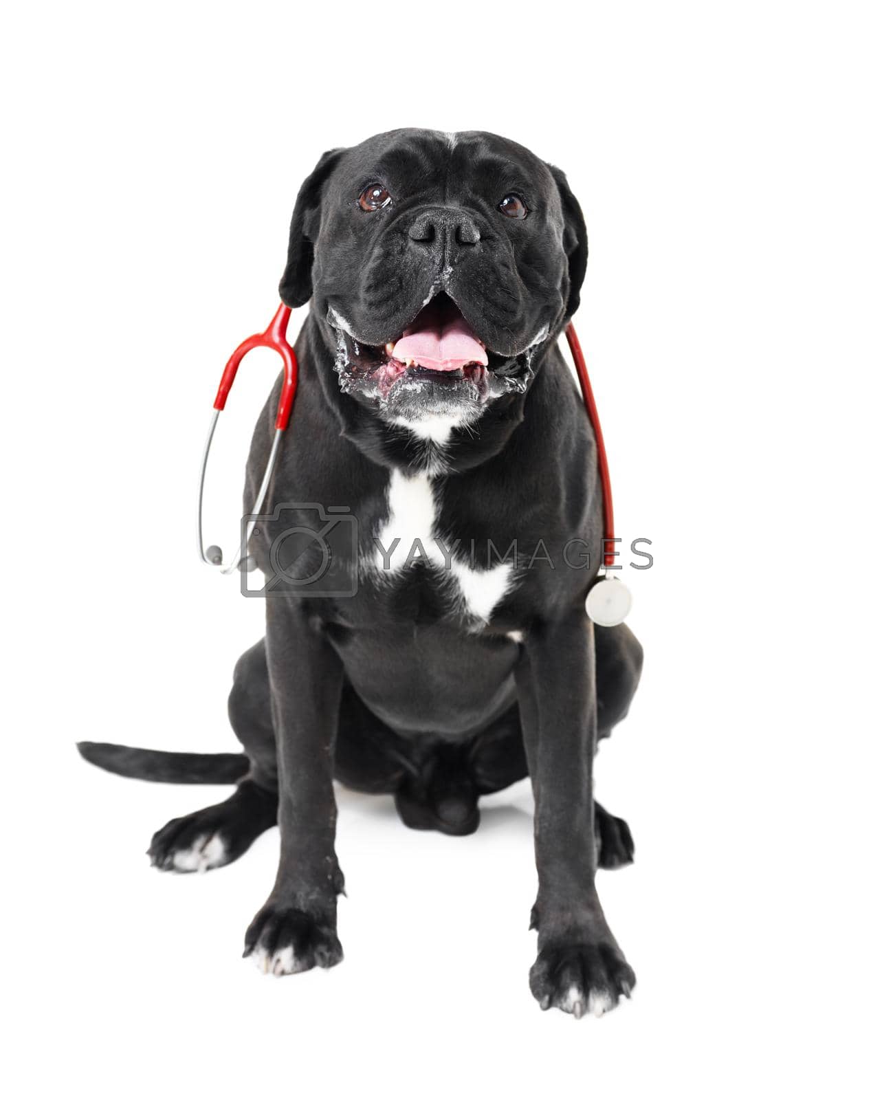 Royalty free image of Who needs a vet anyway. A Boxer with a stethoscope around its neck. by YuriArcurs