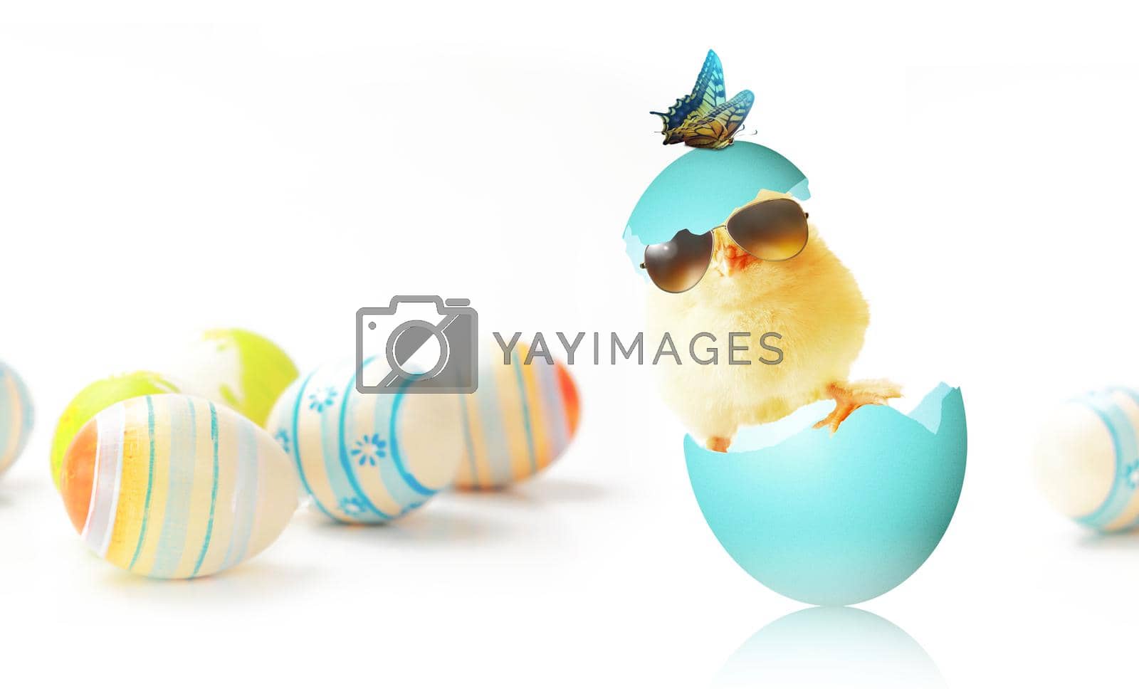 Royalty free image of Funny cute baby chick with sunglasses and egg. by Taut