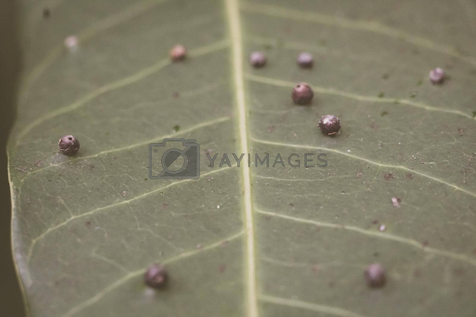 Royalty free image of Abstract BANNER larvae of insect eggs ball shape accuracy lie beauty along edge of Green plant leaf surface. Amazing macro wildlife nature world High detail photo texture veins. Matte vintage grey by nandrey85