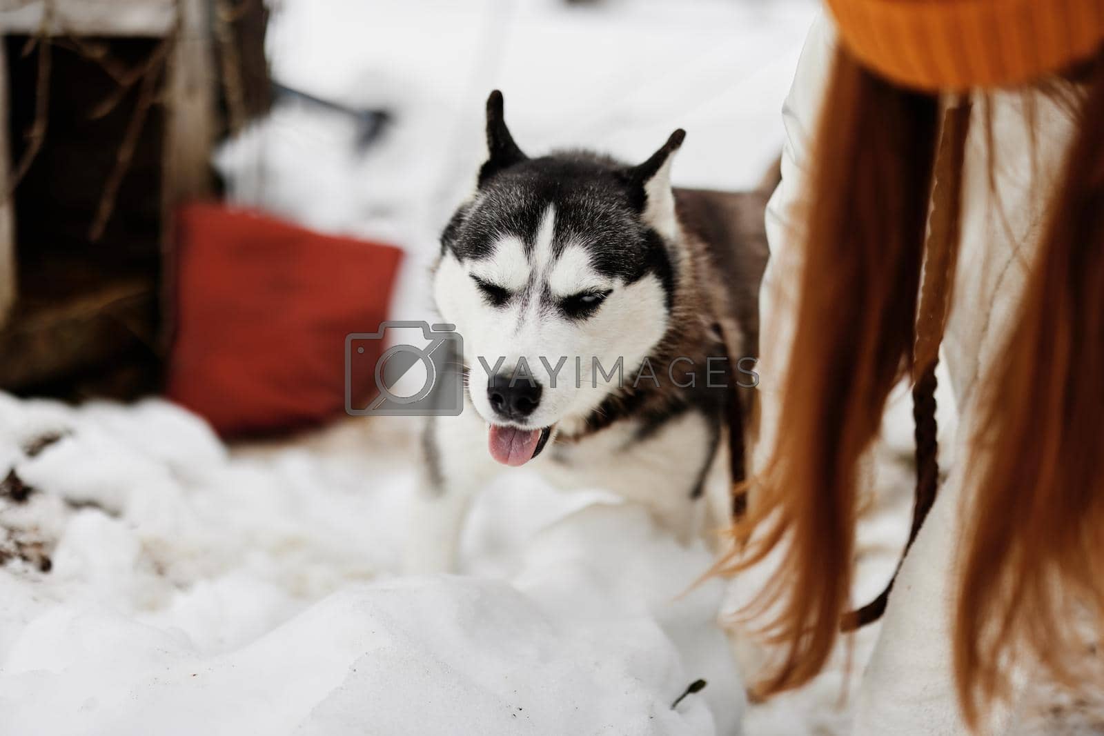woman with dog outdoor games snow fun travel fresh air. High quality photo