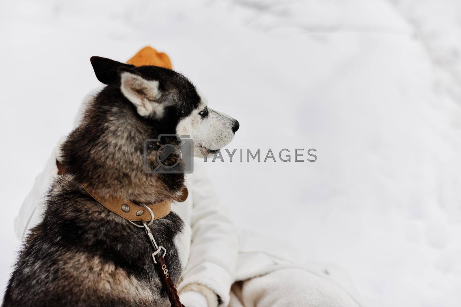 young woman in the snow playing with a dog fun friendship Lifestyle. High quality photo