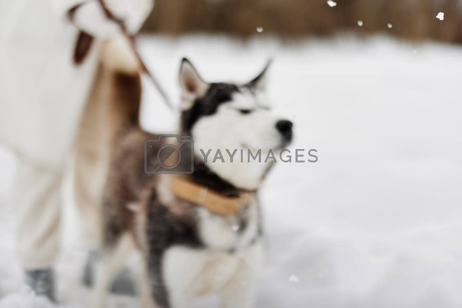young woman with husky winter landscape walk friendship Lifestyle. High quality photo