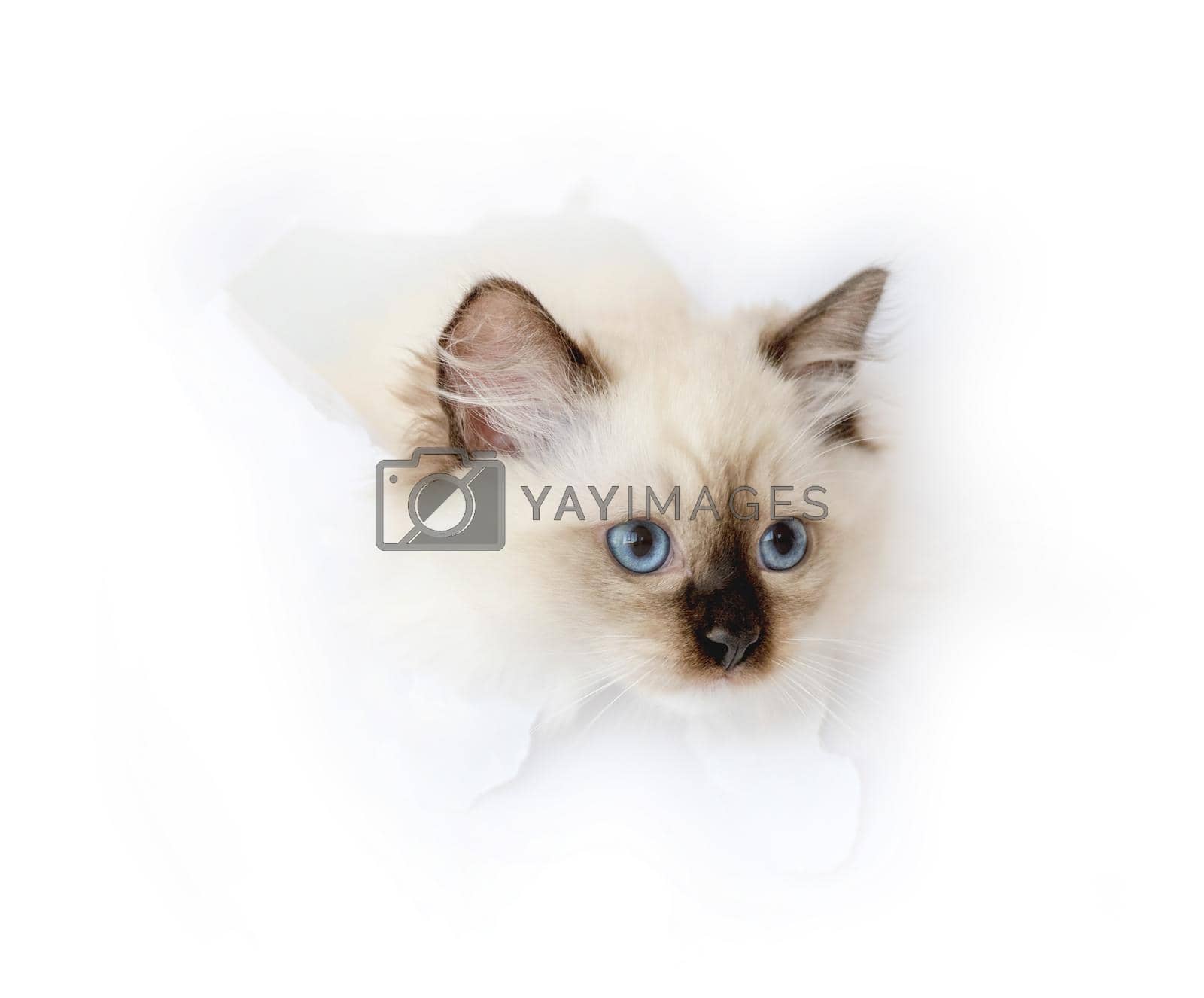 Royalty free image of Ragdoll cat in light room by tan4ikk1
