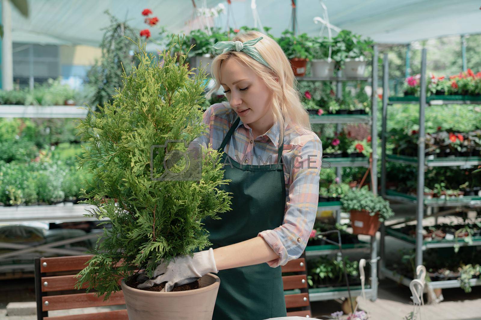 Royalty free image of Woman planting a bush in flower pot using dirt in garden center by Mariakray