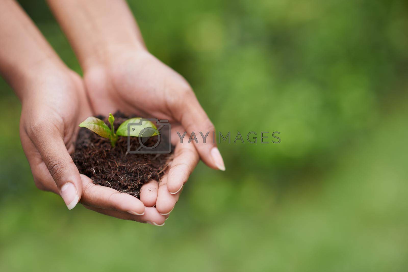 Royalty free image of Caring for the future. Closeup shot of a womans hands holding a growing plant. by YuriArcurs