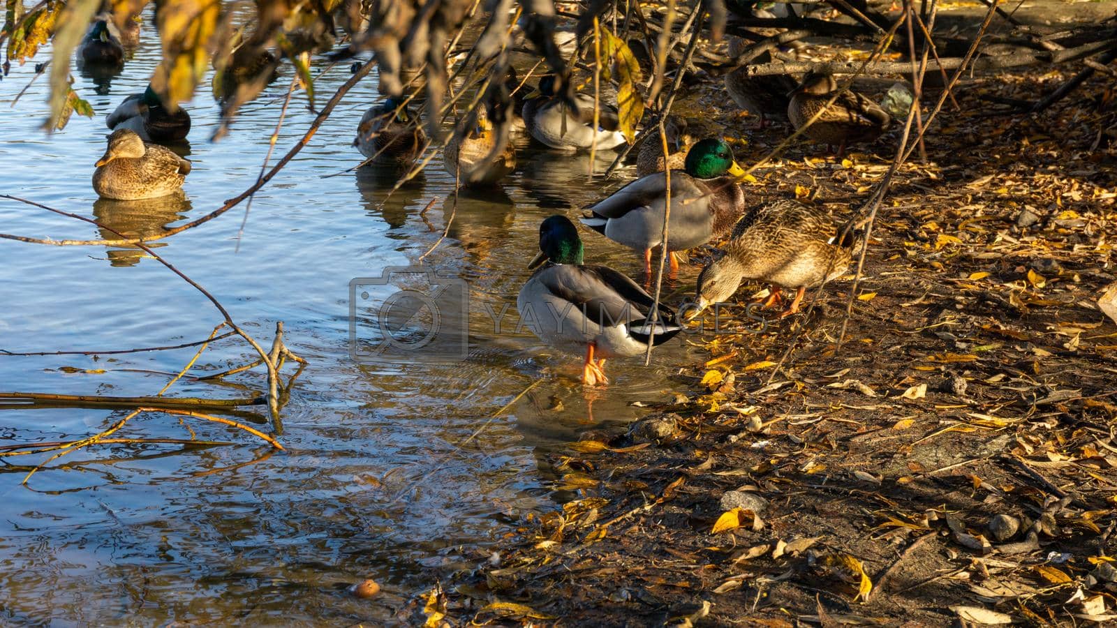 Royalty free image of Wild ducks on the lake. Ducks, drakes sit, swim, eat. by Asnia