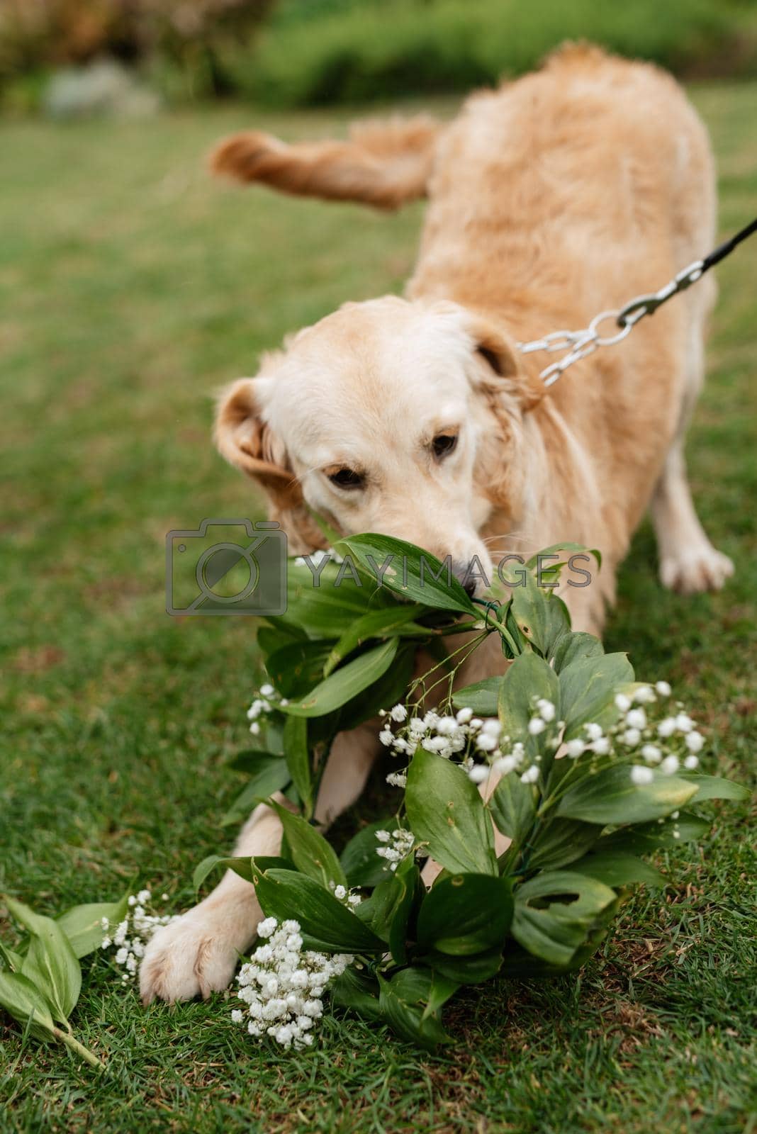 Royalty free image of golden retriever dog at a wedding by Andreua
