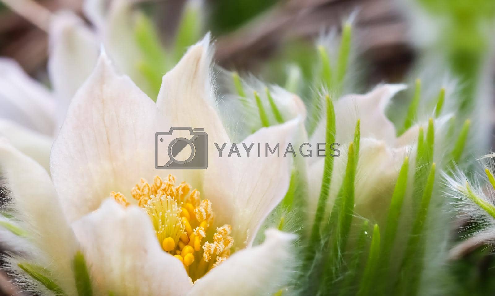 Royalty free image of Opening of beautiful white silky flowers (pulsatilla alpina) in the spring garden by Olayola