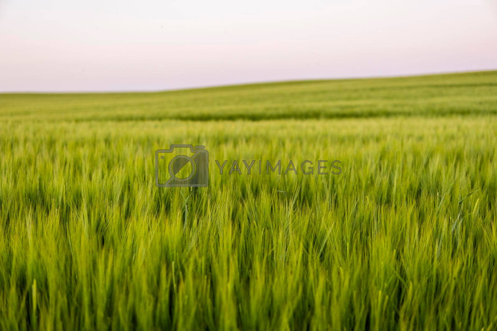 Landscape of fresh young unripe juicy spikelets of barley. Agricultural process. Agriculture